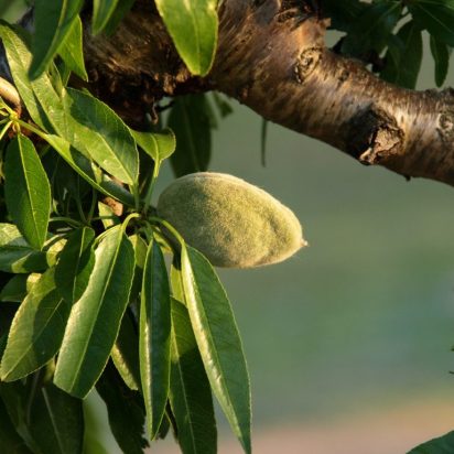 Almendros