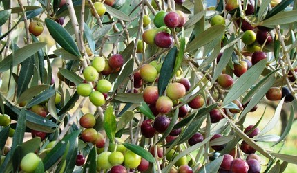 OLIVOS